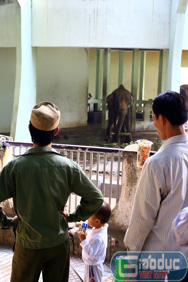 Voi Krông là một trong hai chú "voi còi" từng được phản ánh trước đó ở vườn thú Thủ Lệ